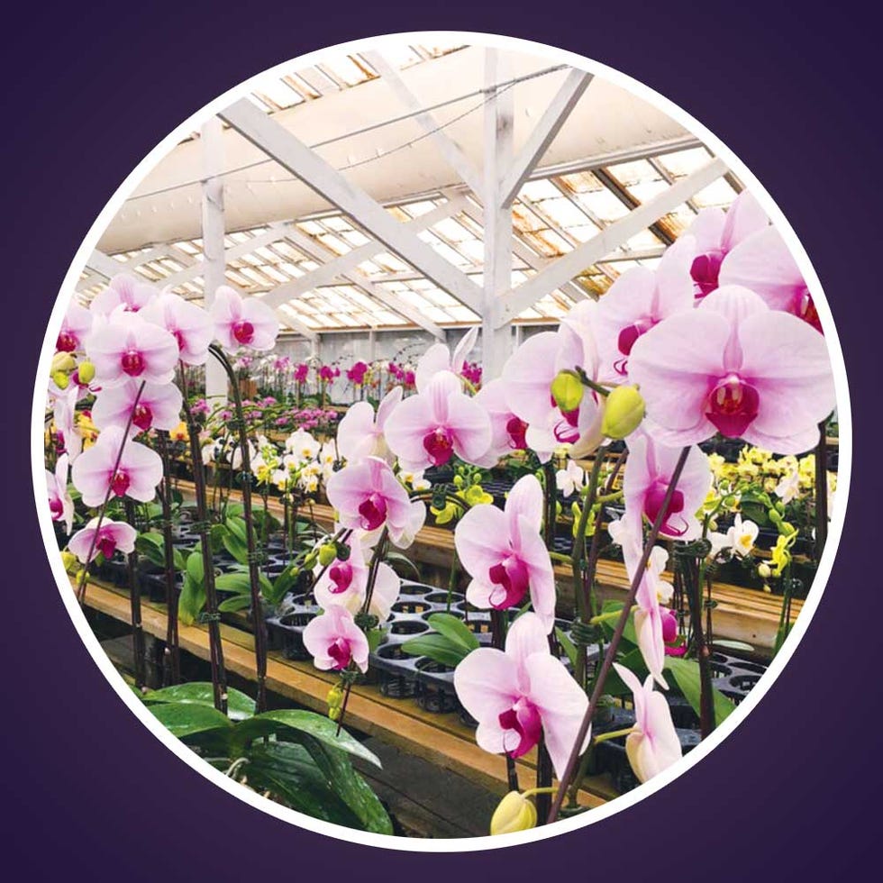 arthur freed orchids, malibu