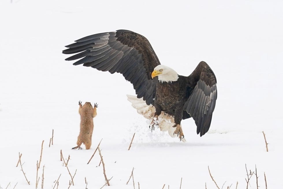 2021 comedy wildlife finalists