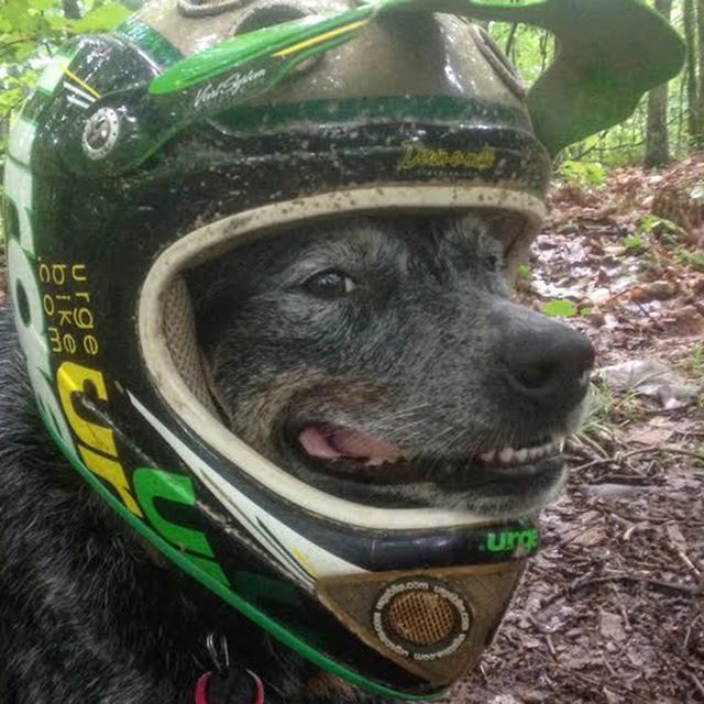 Derby the Australian Cattle Dog lives with two ultra-running, mountain biking humans, who say he covers more miles on the trail per week than most people drive.
