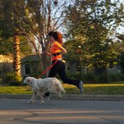 Shary Willis dog runner