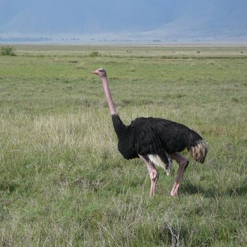 Ostrich in field
