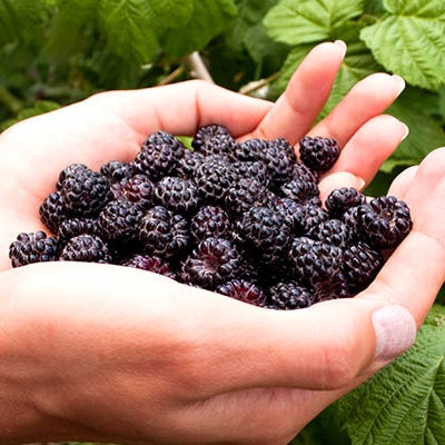 These Antioxidants Prevent Weight Gain