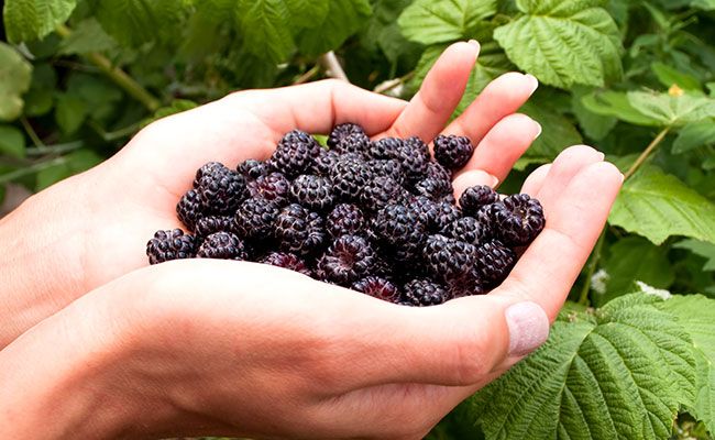 These Antioxidants Prevent Weight Gain