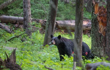 Black Bear