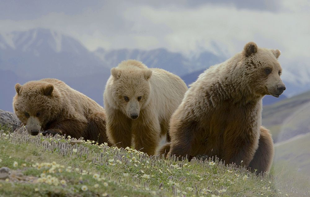 grizzly bear denali national park