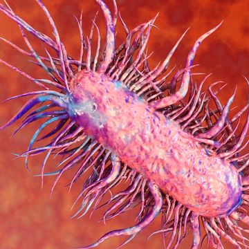 Flesh-eating bacteria