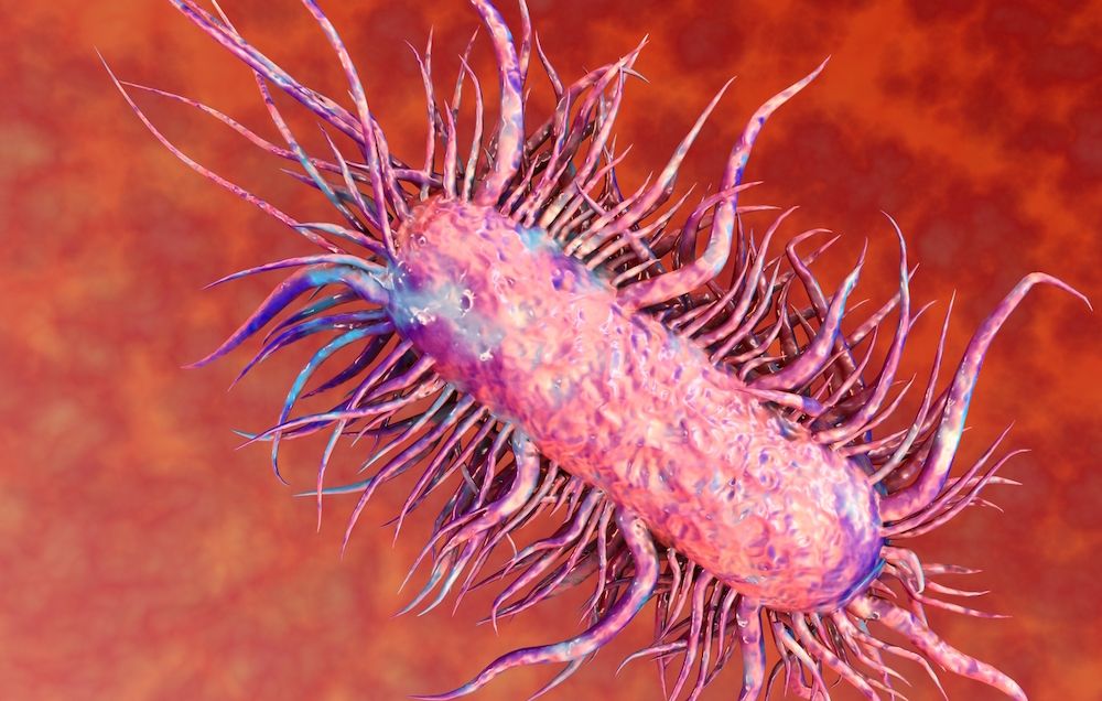 Flesh-eating bacteria