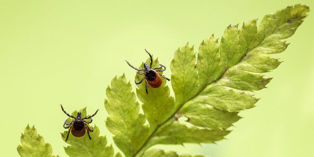 truth about lyme disease