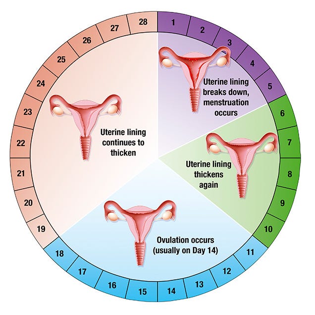 menstrual cycle diet