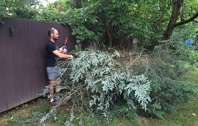 Robert and a tree