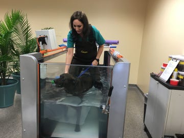 dog uses underwater treadmill