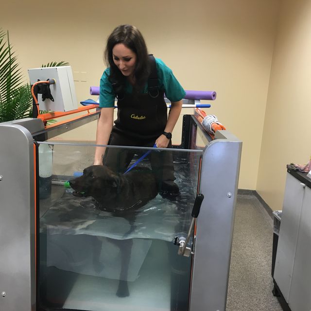 dog uses underwater treadmill