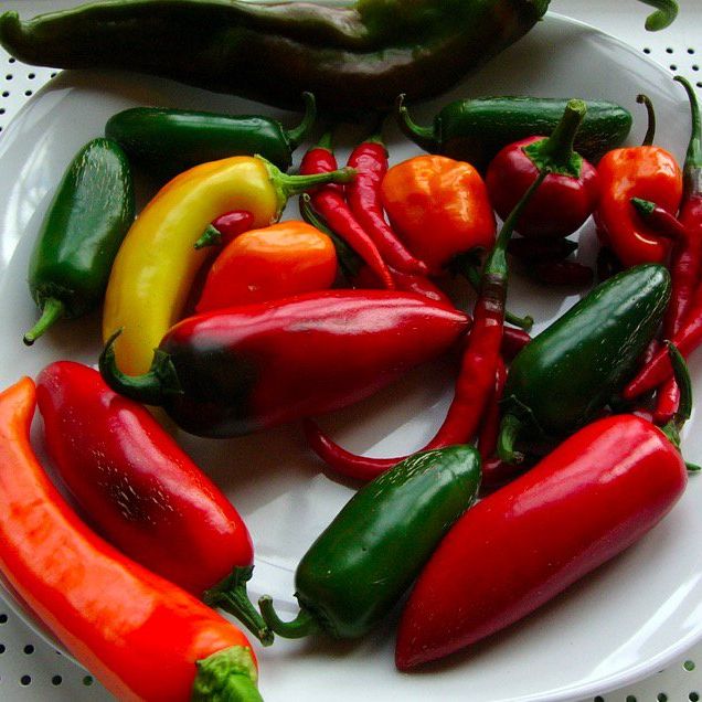Hot peppers. 