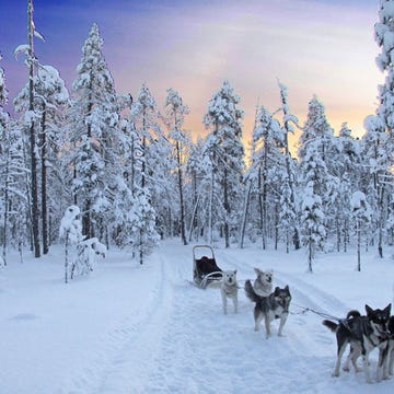 Sled dogs.