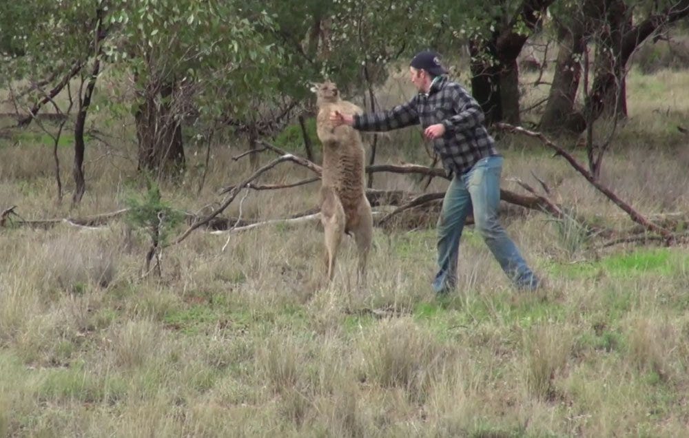 Man Punches Kangaroo to Save Dog | Men's Health