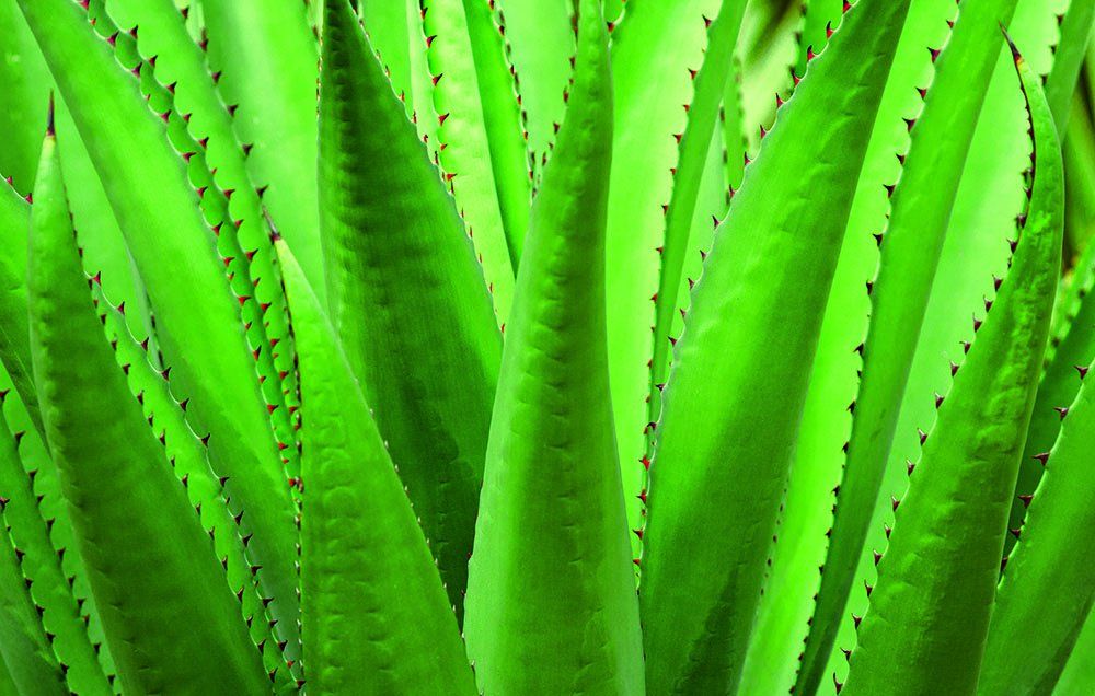 4 Healing Uses For Aloe Vera | Prevention