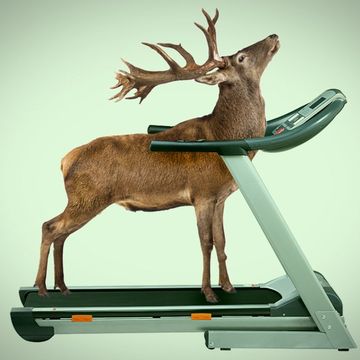 deer breaks into golds gym