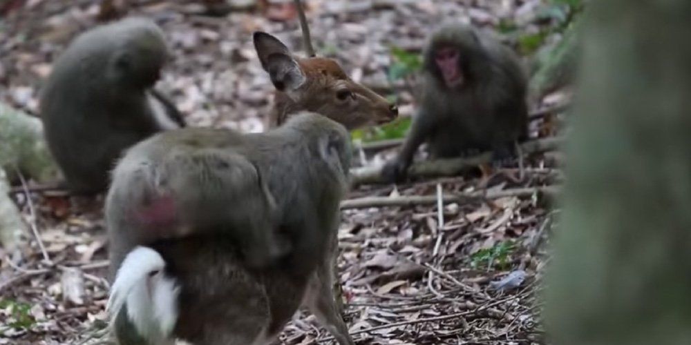 Monkey Tries to Sex Up a Deer