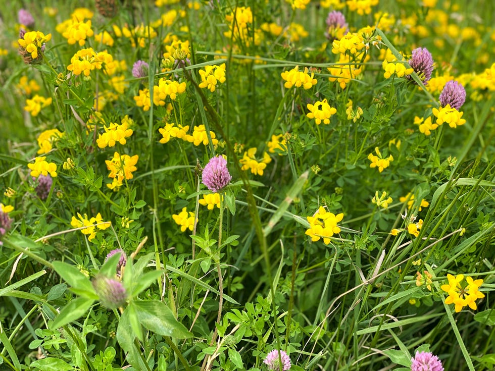 flores silvestres