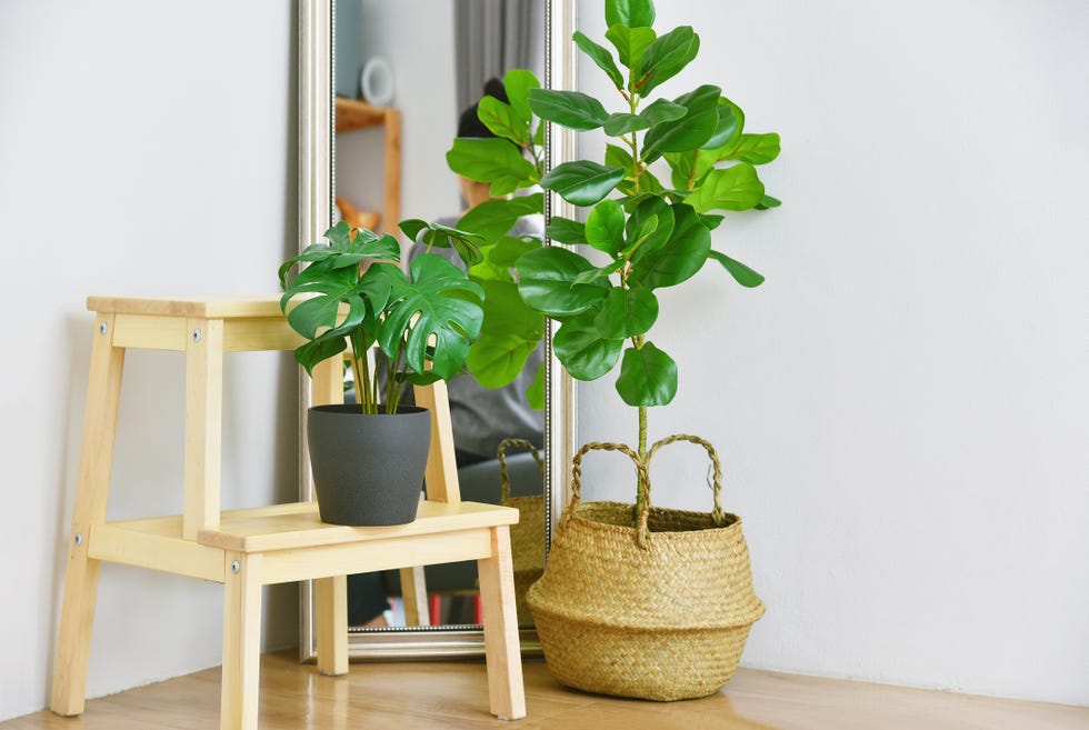 artificial plant, fiddle leaf fig tree and monstera planted in black pot on room corner, indoor tropical houseplant for home and living room interior