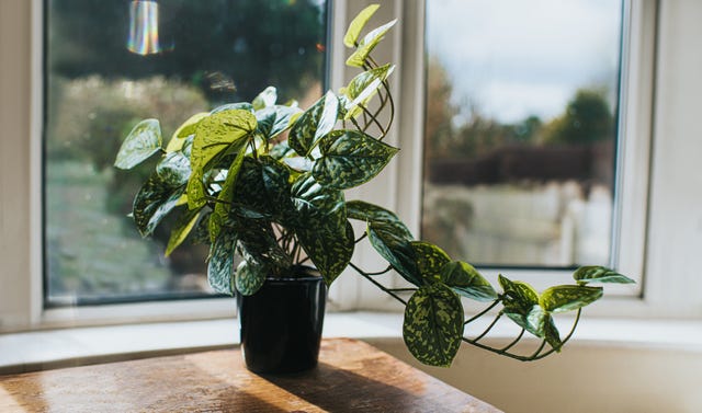 artificial plants