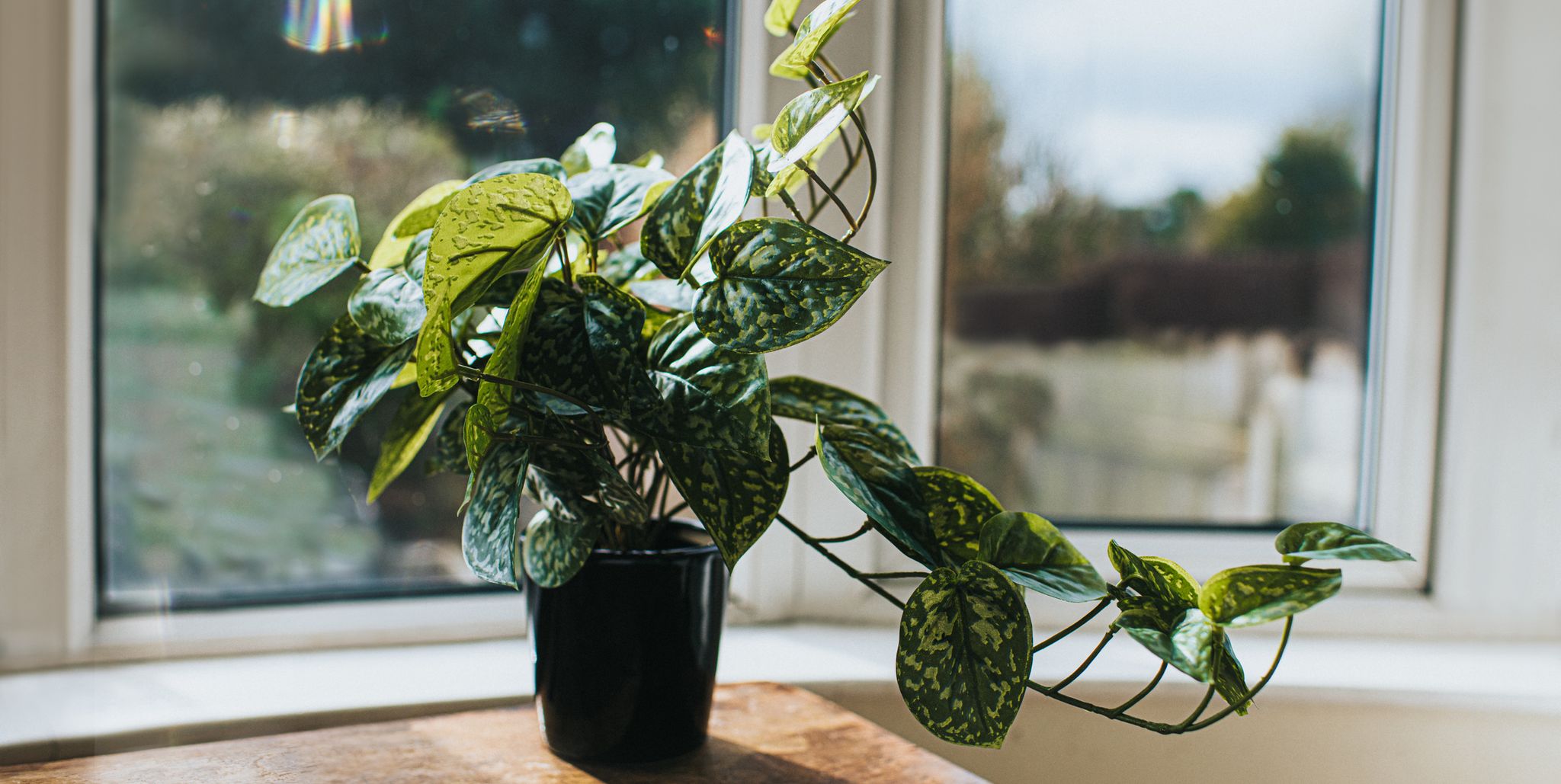How to care for artificial plants