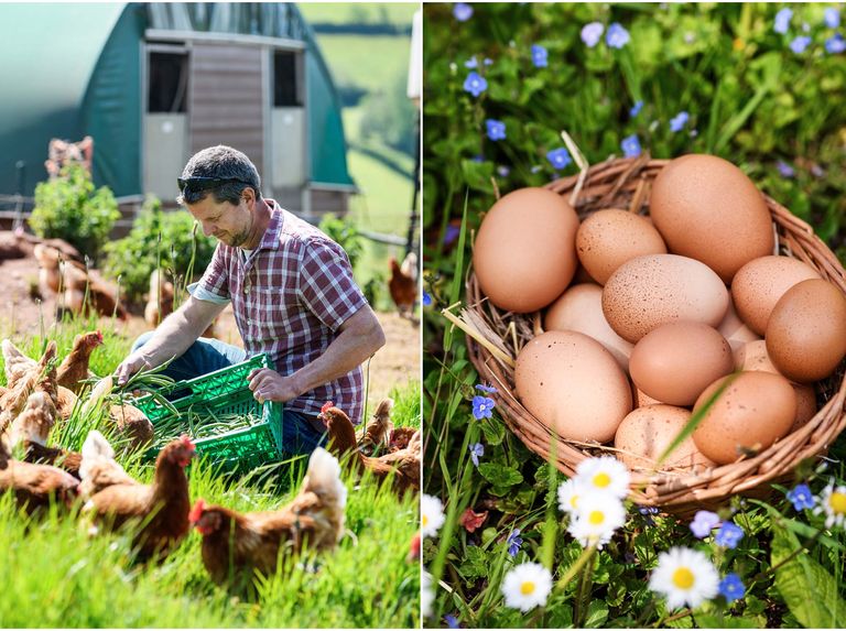 artisan food organic egg farm