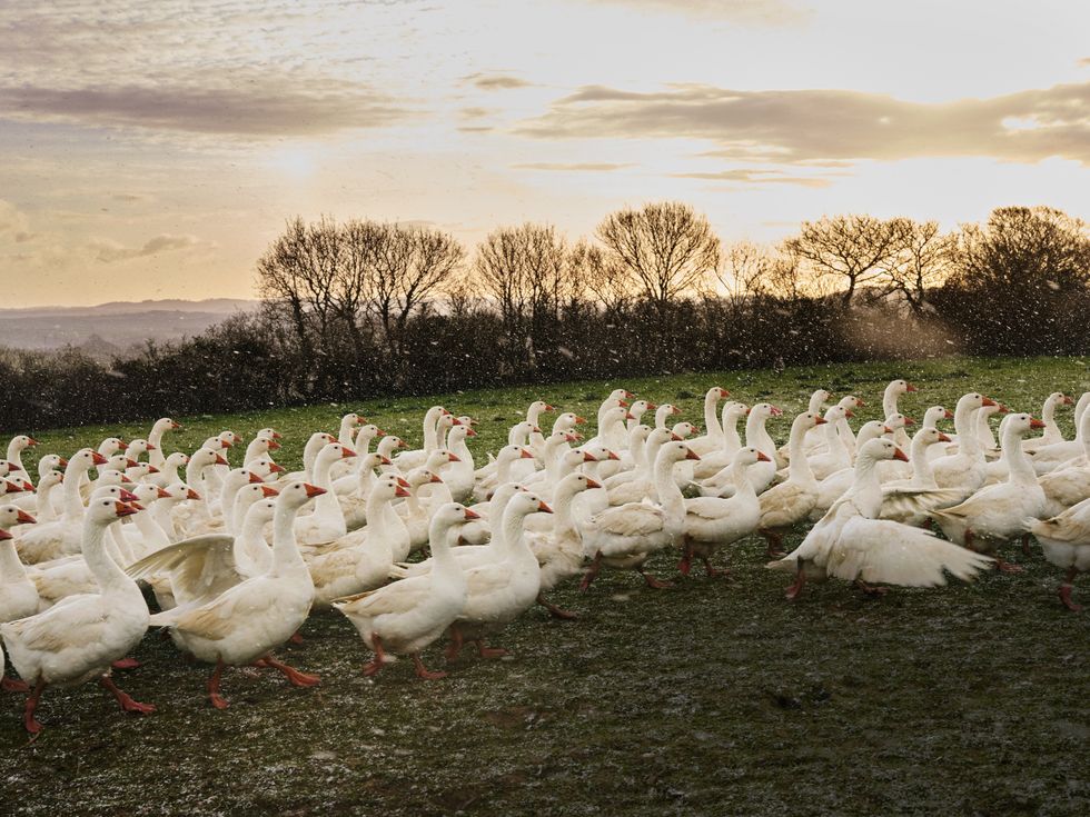 artisan food producer summerhill farm geese