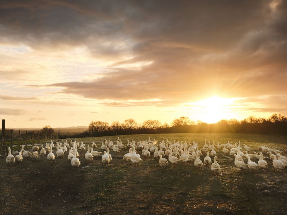 artisan food producer summerhill farm geese