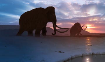 artwork of the tundra mammoth