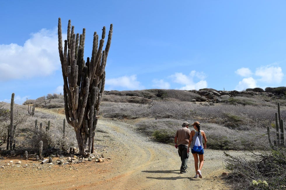 Het landschap van Arikok wordt getekend door enorme cactussen