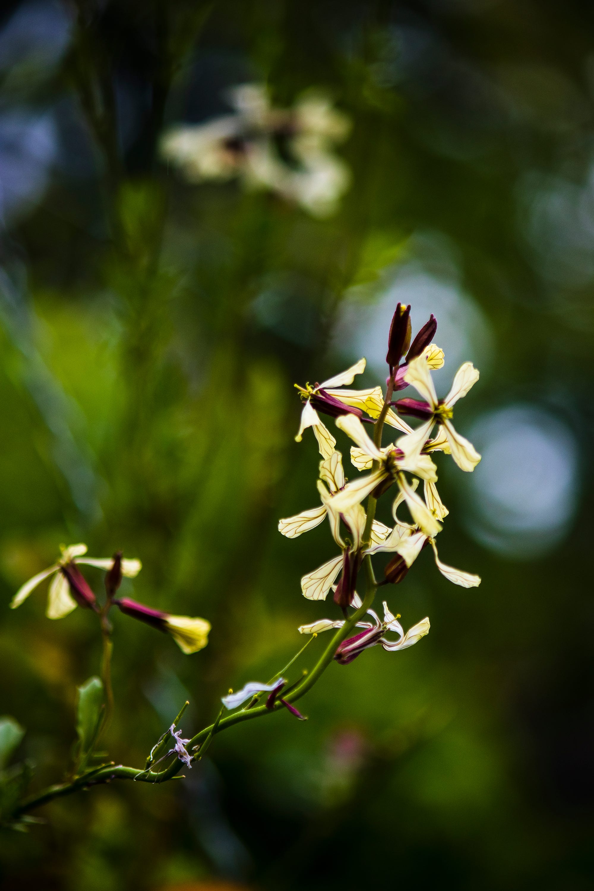 flores de rúcula