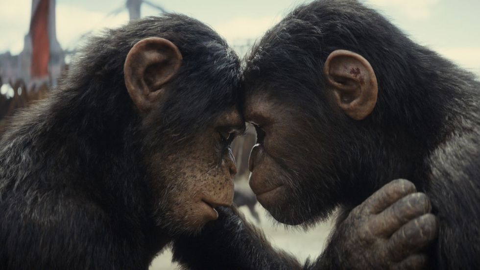 a couple of monkeys kissing