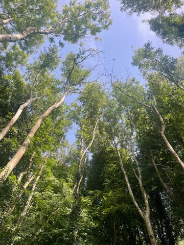 ash dieback