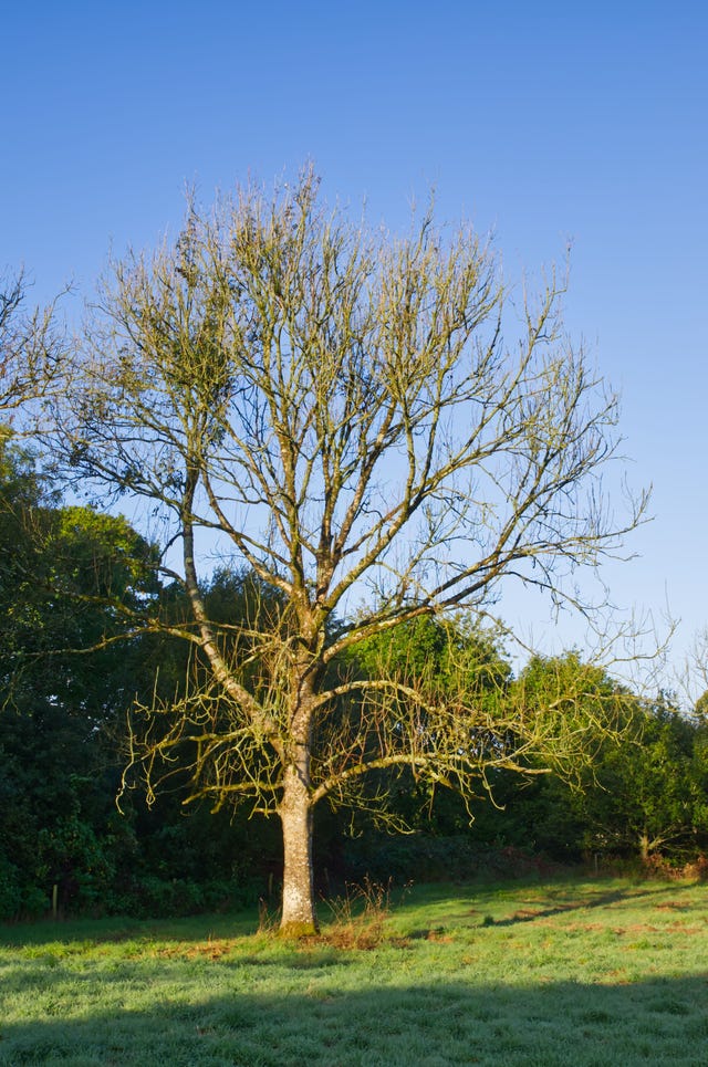 Ash Dieback: How To Identify Ash Dieback