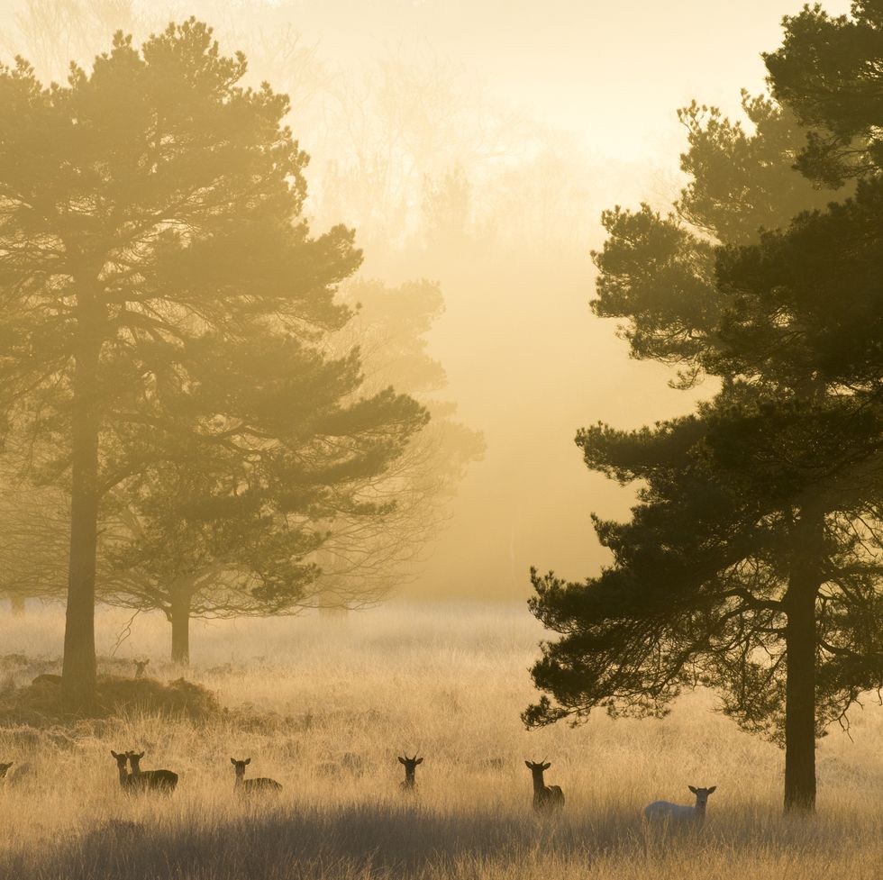 fallow deer dama dama and scots pines pinus sylvestris at dawn, ashdown forest, sussex, england