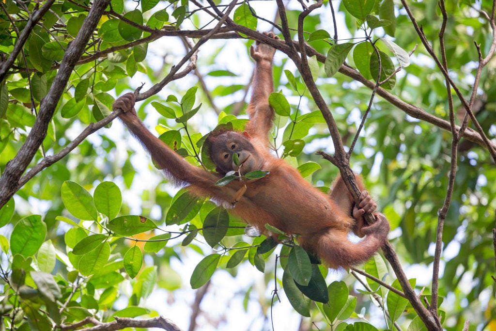 Borneo tours - Borneo orangutan tour
