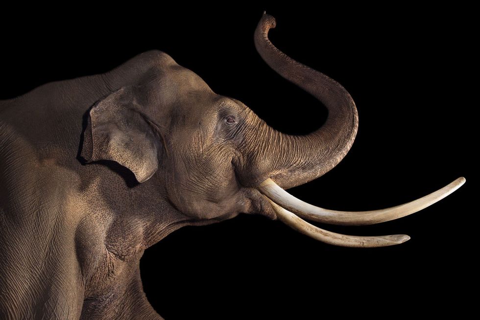 Aziatische olifant Elephas maximus bedreigd Begin 20e eeuw zwierven er nog zon honderdduizend olifanten door Azi Nu is daar slechts de helft van over Ze worden gedood om hun ivoren slagtanden maar ook om het vlees en de huid En omdat ze schade aanrichten aan gewassen