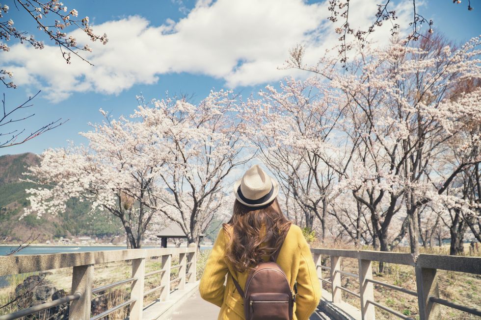 Asian female tourist standing with cherry blossom tree.