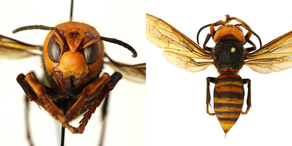 giant asian murder hornet