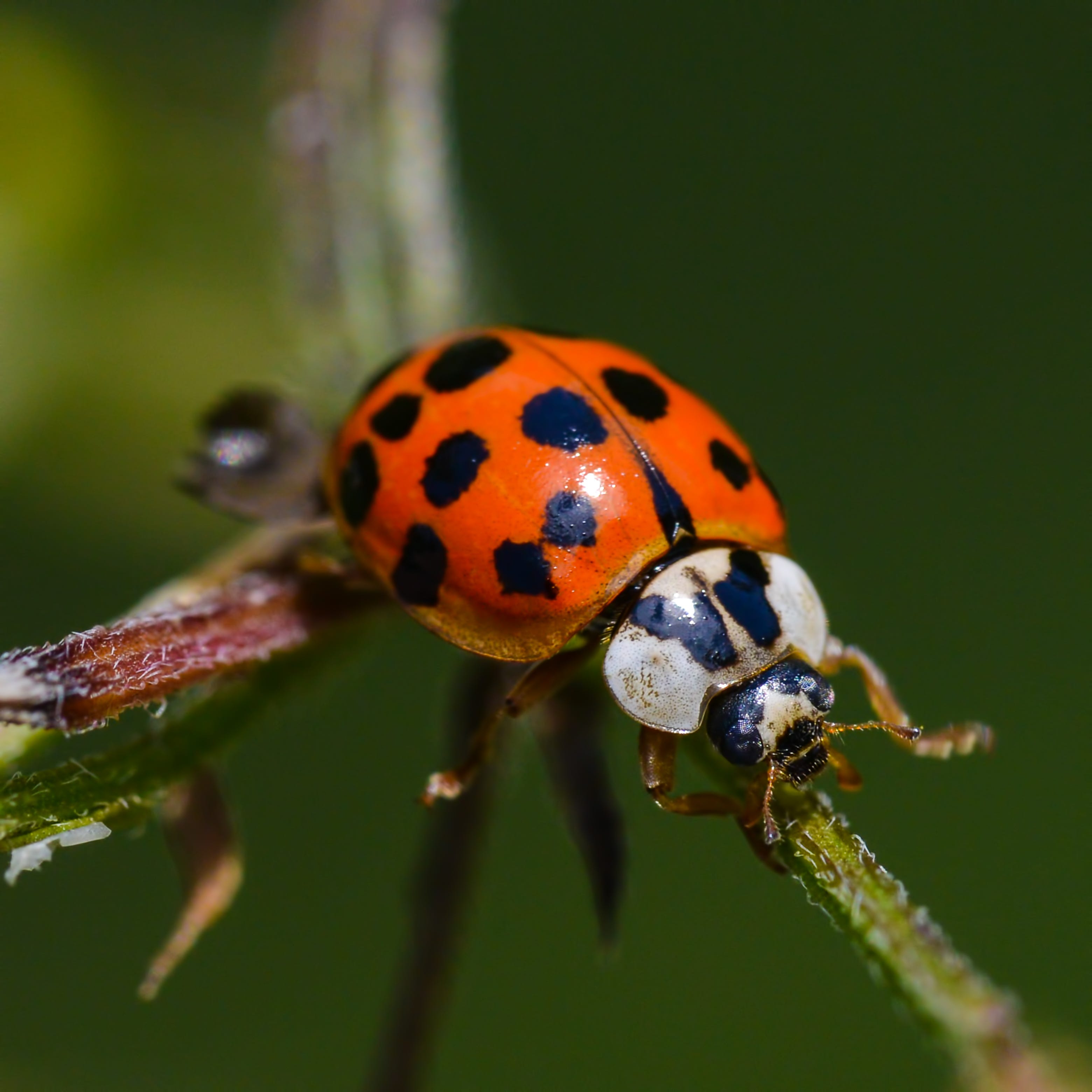 Asian Lady Beetles Are The Bad Version of Ladybugs—Here's How to Get ...