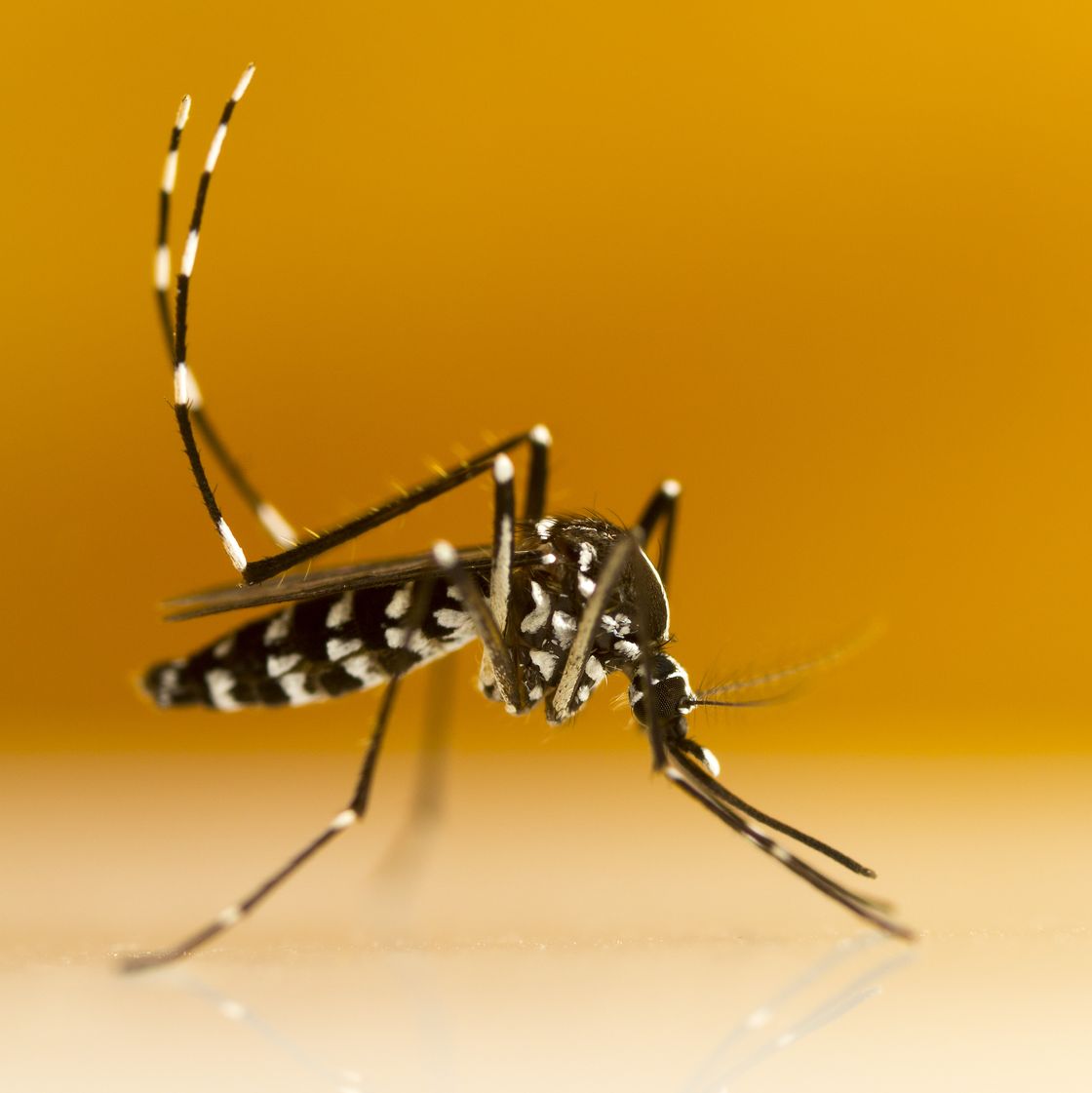 aziatische tijgermug (aedes albopictus)
