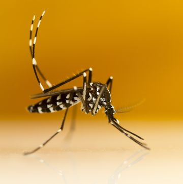 aziatische tijgermug (aedes albopictus)