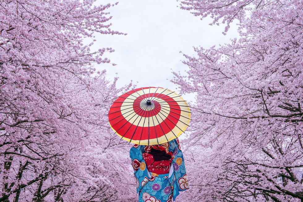 asian woman wearing japanese traditional kimono and cherry blossom in spring, japan