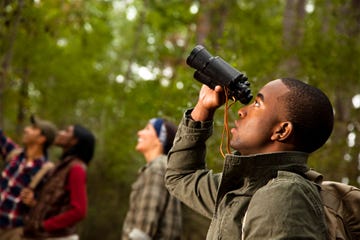 ask a californian, bird watching
