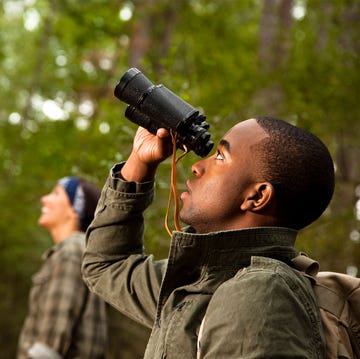 ask a californian, bird watching ask a californian, bird watching