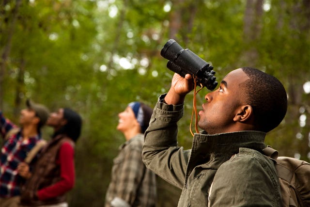 ask a californian, bird watching