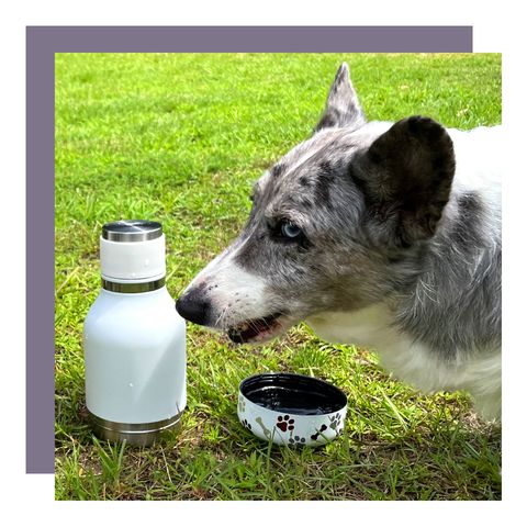 dog with asobu pet bowl bottle