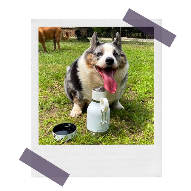 dog using asbou pet bowl bottle