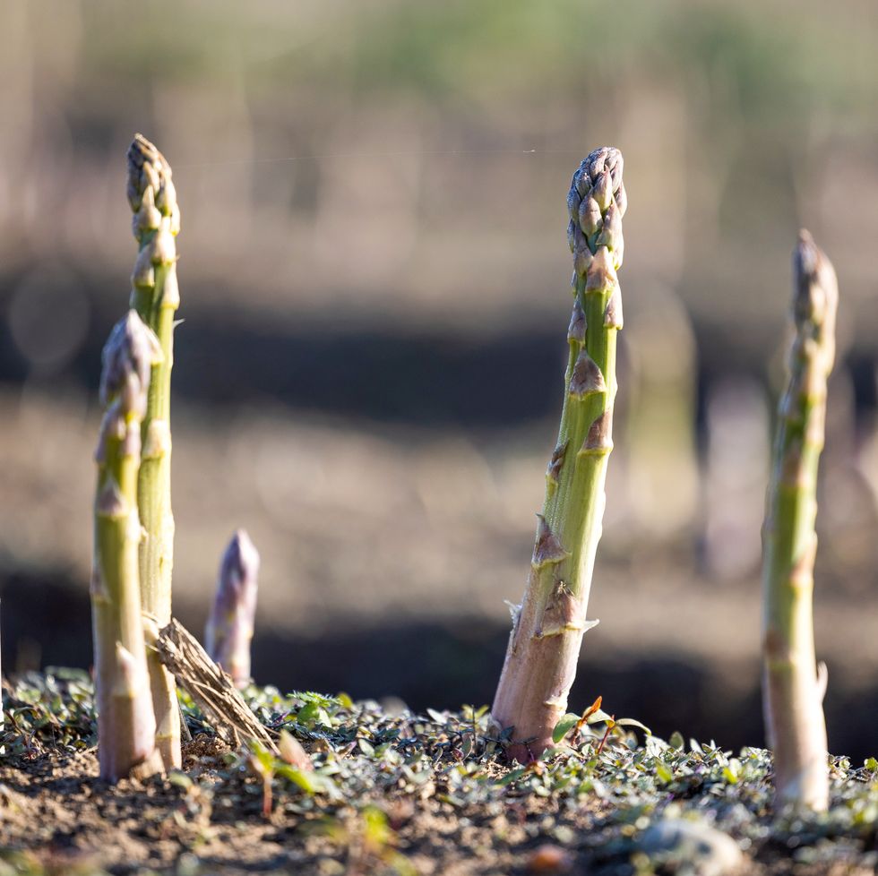 asparagus harvest